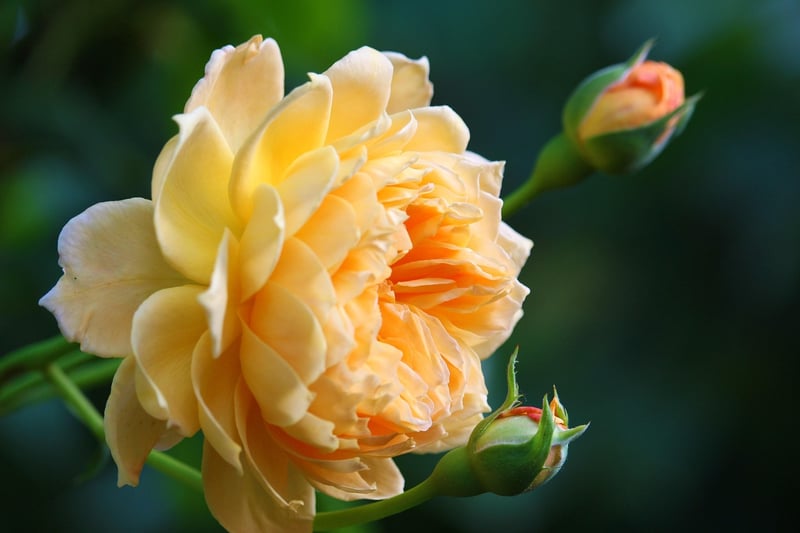 Floral Arrangements